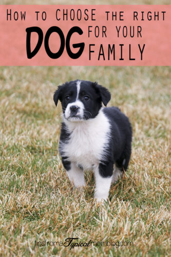 How to Choose the Right Dog for Your Family - Tips from a Typical Mom