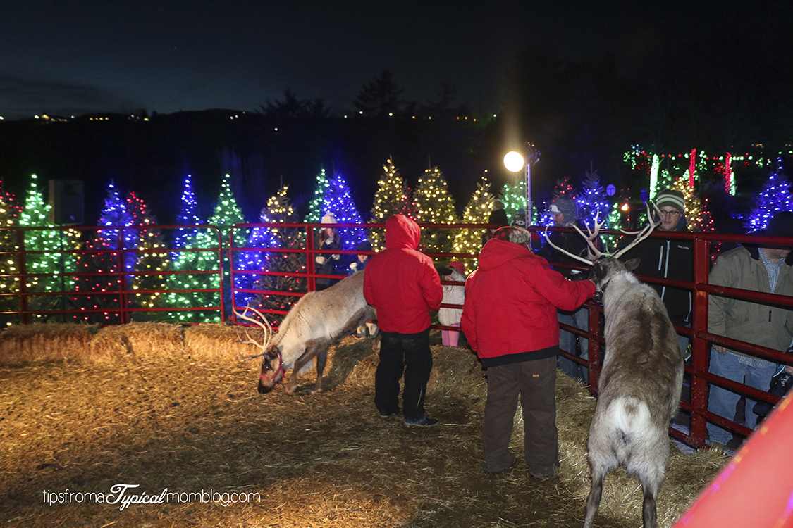 Luminaria at Thanksgiving Point A Review Tips from a Typical Mom